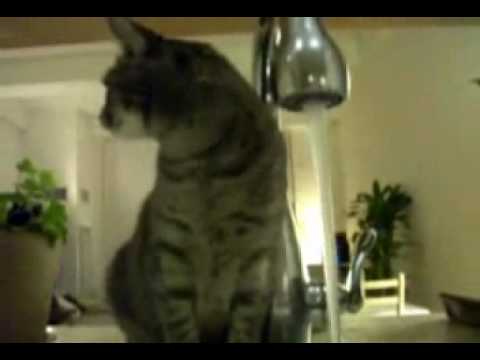 Funnt cat drinking water!!