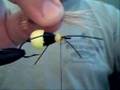 Earplug (Big Butt Bee) Terrestrial,Flytying.
