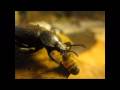 A darkling beetle (Eleodes obscura) snacks on a honey bee.