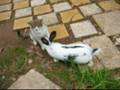 Rabbit and Cat