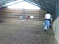 videos de Lusitano stallion