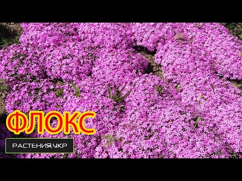 Флоксы игольчатые посадка и уход Флоксы игольчатые посадка и уход
