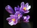 three little words- engelbert humperdinck