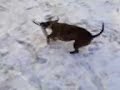 Bull terrier Argo s pe?kem