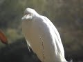 A Snowy Egret Up Close!