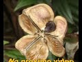 OVNIs no Pico dos Marins - Piquete / SP ( UFO BRAZIL )