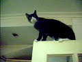 m�s gato loco