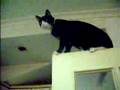 más gato loco