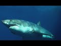 Great White Shark - Cage Diving - Guadalupe Island Great White Shark - Cage Diving - Guadalupe Island