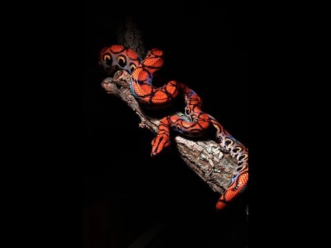 YouTube reptile video