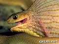 افعي تبتلع بيضه Snake Eating An Egg