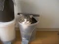 9 Ну о-о-очень странный кот)