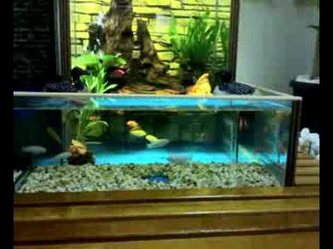 Cichlid tank / feeding time