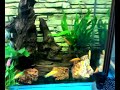 cichlid fsh tank / open bottom