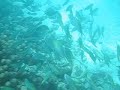 Diving at Kenya Part 7