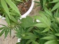 hanfplantage auf kanaren , marihuana , grass plants