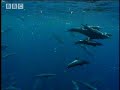 Great white shark territory - migration of ocean animals - seals, fish and turtles - BBC