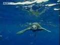 White Shark Red Triangle: Sea Superhighway