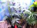 videos de fire belly toad tank