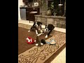 Boxers new toys