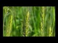 Sura Rehman Recitation(Qari Abdul Basit Samad)Part 1