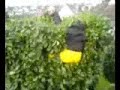 Verr�ckter G�rtner