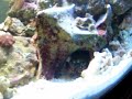 Mantis Shrimp vs Emerald Crab