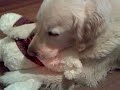 Basil and his birthday bear1