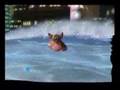 ポケットモンスター バトレボフレンド対戦 3