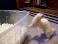 Pop Goes The Weasel