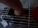pippi comiendo