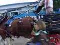Heavy horses