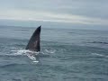 Baleias Franca / Right Whales / Ballenas