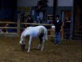 Misty III-Great great granddaughter of Misty of Chincoteague Misty III-Great great granddaughter of Misty of Chincoteague