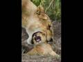 Lustige Tiere