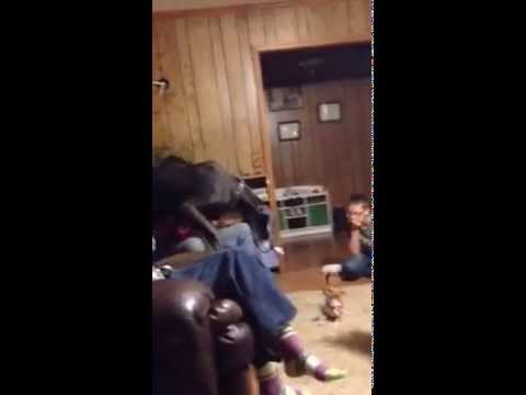 Great dane scared by chihuahua