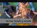 Perros en adopcion