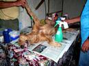 Perros en adopcion