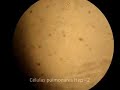 �tica en la Experimentaci�n Animal
