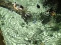More Duckies More Duckies