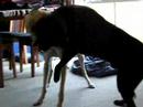 Dog Wars! Dog Wars!