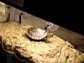 Slider Turtle Tank Slider Turtle Tank