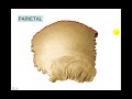 CRANEO 7 - PARIETAL