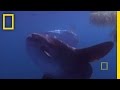 Giant Bizarre Fish