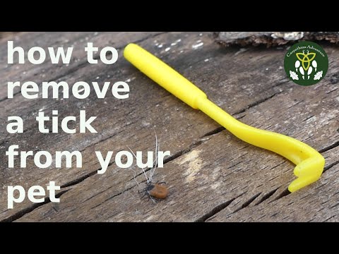 video-linktoworks-How to remove a tick from your dog or cat