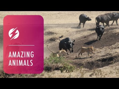 Buffalo - Subscribe for more: http://smarturl.it/CatersNews This is the moment a brave buffalo charged three lions after they grabbed a young calf from the herd. The h...