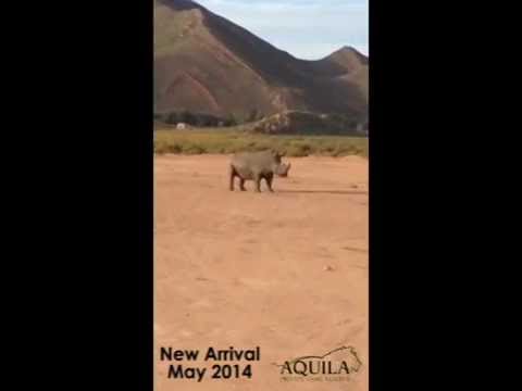 New arrival at Aquila