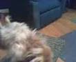 videos de Cinnabon Praying