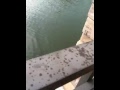 Alligator appears