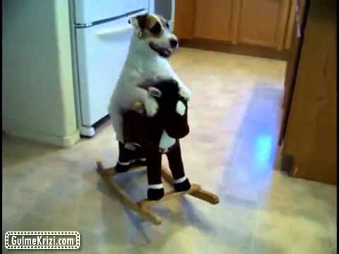 Köpeği - Dünyanın En Akıllı Köpeği http://gulmekrizi.com/?p=726#respond.